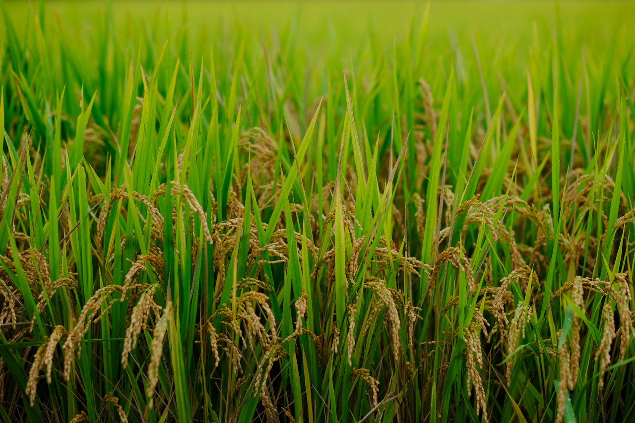 벼는 잘 자라 고개를 숙였다. 누렇게 익어간다.