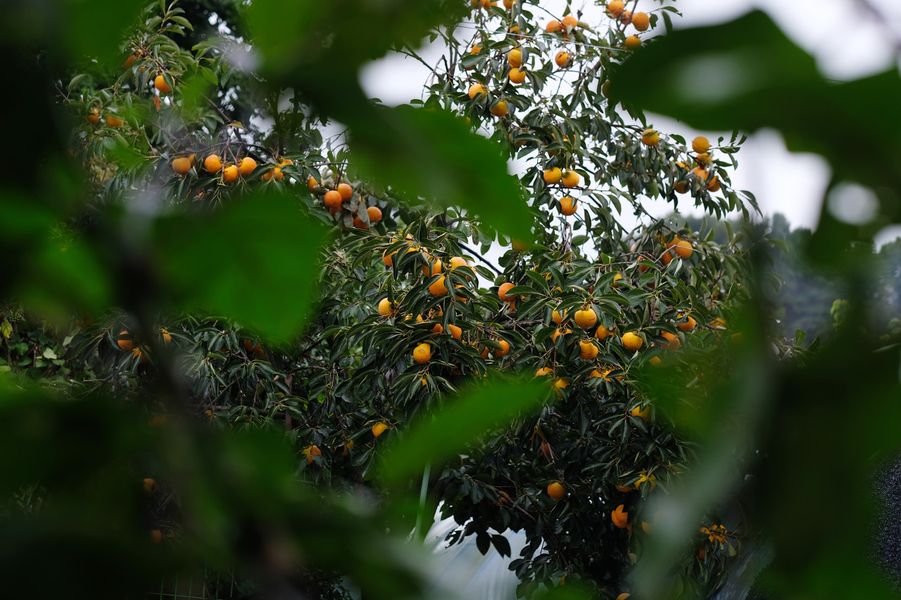 새로 심어 수년을 가꾼 감나무에 주렁주렁, 동네방네 자랑할 만큼 감이 달렸다.