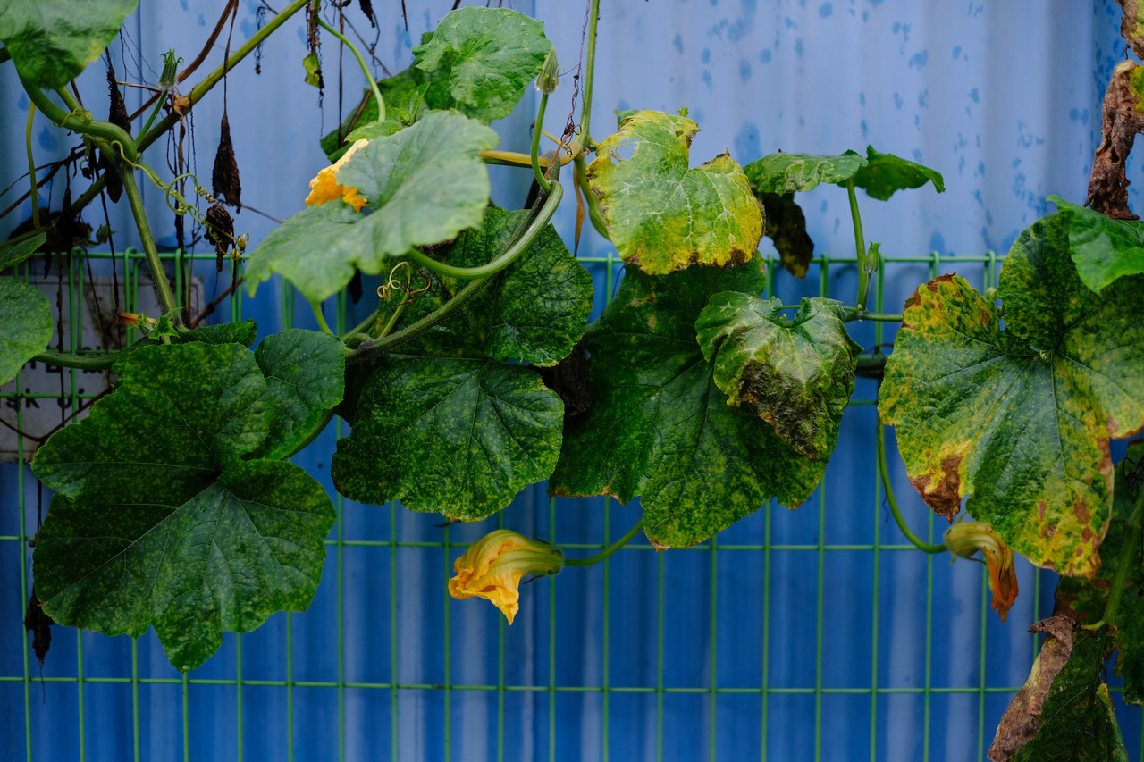 호박넝쿨이 창고 지붕을 덮고도 넘쳐 담을 가린다. 꽃 진 자리마다 통통한 호박이 대박을 예고한다. 호박잎쌈에 강된장은 영혼의 음식 반열에 들었다.