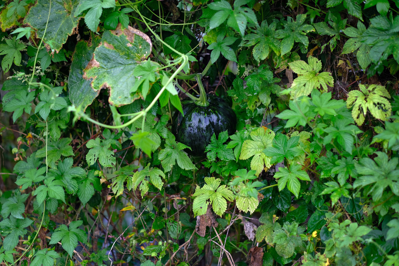 철망을 덮은 온갖 잡풀 속 열매라고 다 저 혼자 큰 게 아니다.