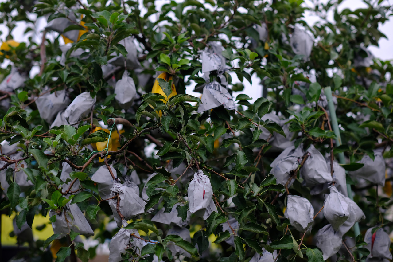 사과는 일일히 옷을 입혔다. 약 안 치고 키우느라 지극정성을 들인 것이다. 볼품은 없는 크기였지만, 당당히 차례상에 올랐다. 귀경길 자식들 가방에 묵직했다.