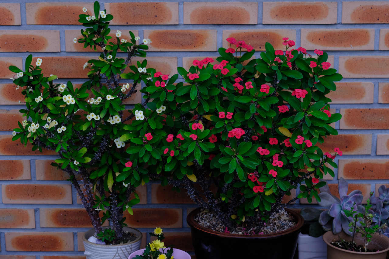 마당에 꽃들이 지천으로 피었다.