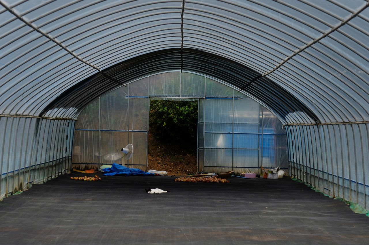 추석, 잘 자란 것들 거둬 손질하던 비닐하우스에 일손이 멈췄다. 동네 고양이가 제집인 양 누워 뒹군다.