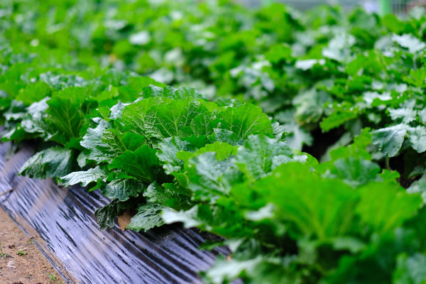 배추와 무가 밭에서 한창 자란다.
